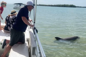 Dolphin watching with the family on vacation