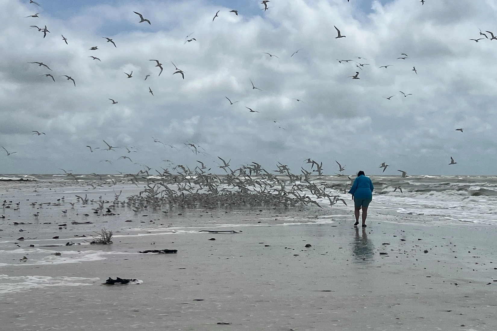 See the incredible wildlife of Florida's 10,000 Islands