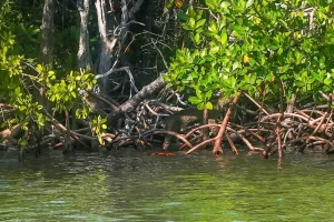 Mangrove trees