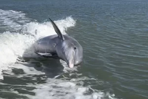 Dolphin boat tour Marco Island