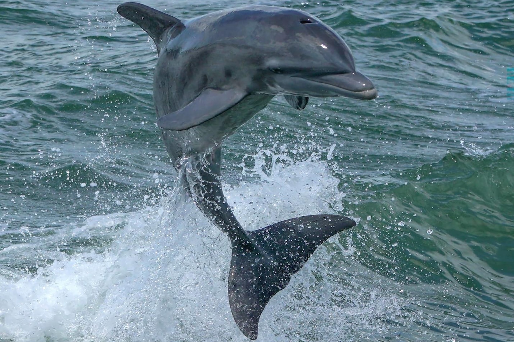 Baby dolphin jumping out of the water