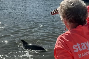 Marco Island dolphin watch