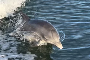 playful dolphins