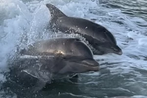 Two dolphins chasing the tour boat