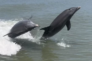 Two dolphins playing on the boat's wake