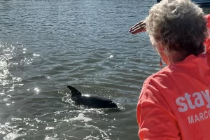 Watching for dolphins on a cruise is fun for all ages