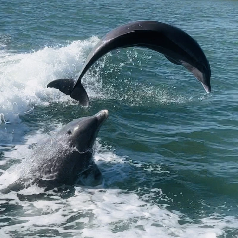 Dolphins playing on our top-rated dolphin cruise