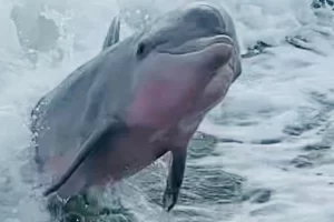 Baby dolphin smiling at the dolphin cruise Marco Island