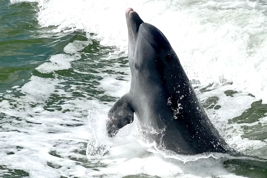 Dolphins are very playful