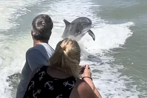 Dolphins playing behind the cruise boat