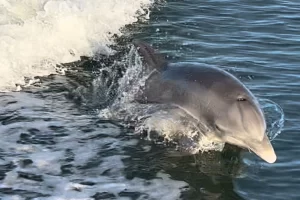 Dolphin swimming fast