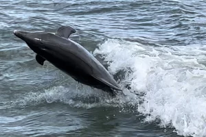 Dolphins are naturally playful and love to jump out of the water