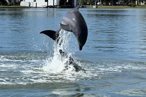 Dolphins jumping high above the waterline