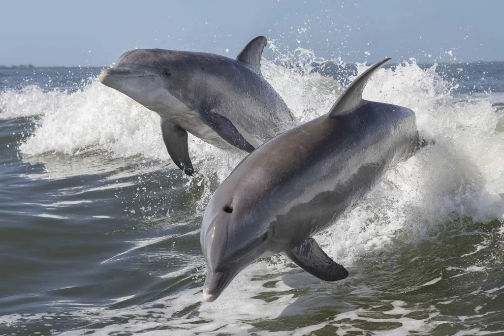 Dolphins near me