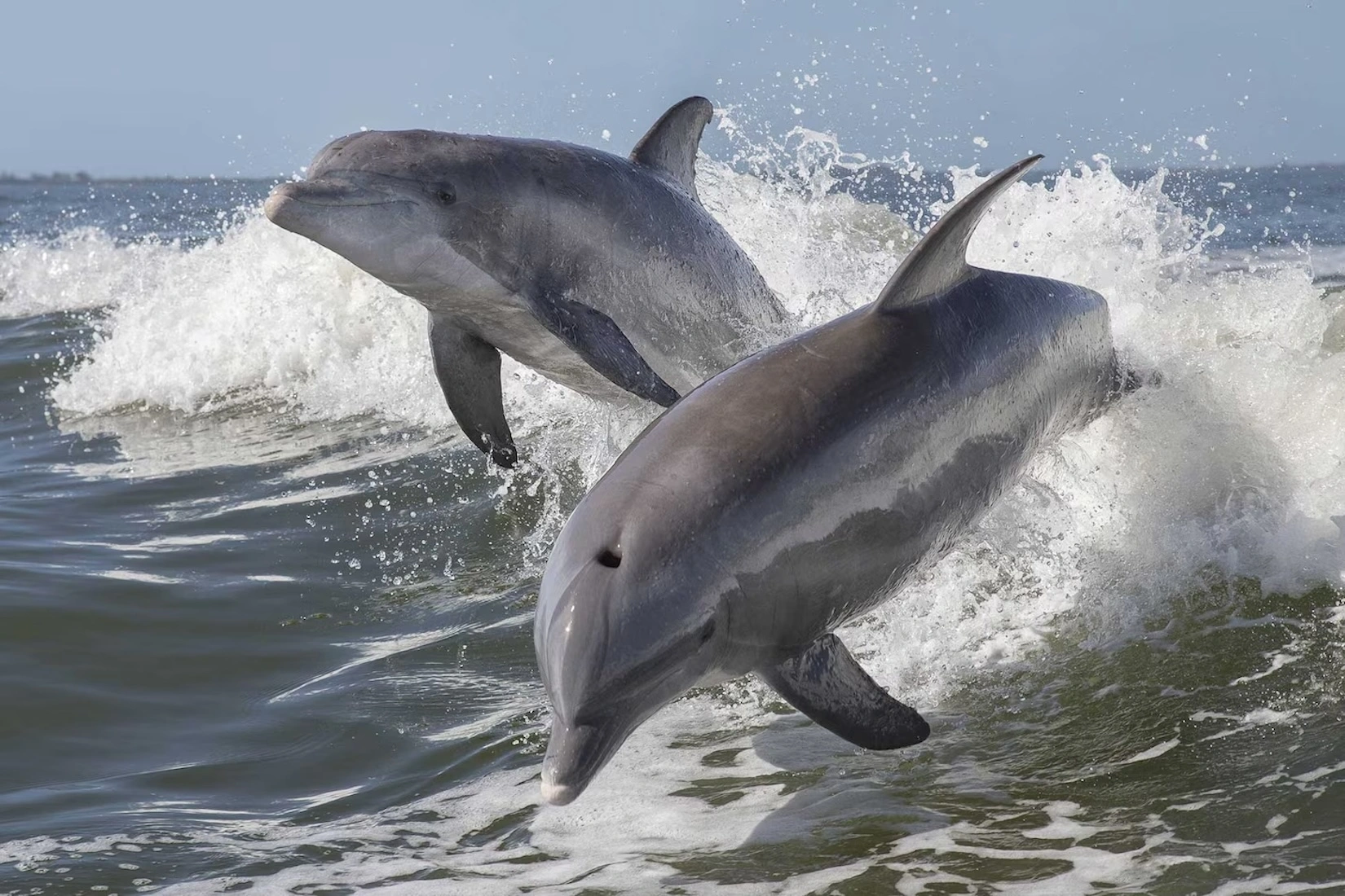 Dolphins Near Me