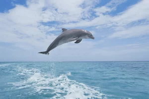 dolphin near me jumping so high it can reach the sky