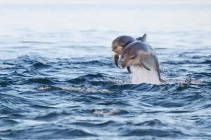 mother dolphin near me and her calf following close behind