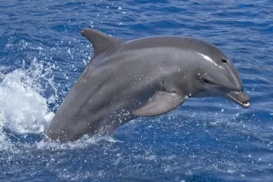 Dolphins near me - Atlantic bottlenose dolphin