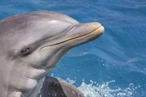 up close and personal with bottlenose dolphins near me