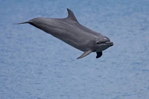 dolphin near me jumping