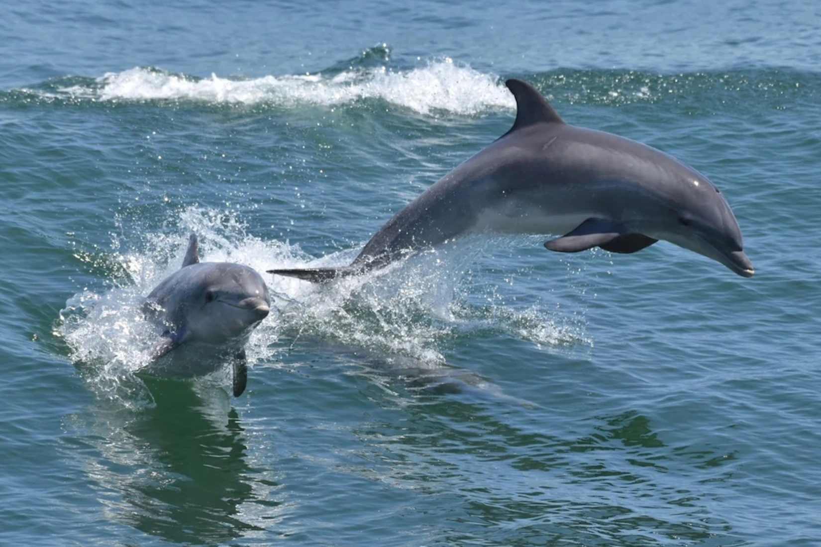 Dolphins are amazing especially when they play