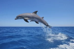 two dolphins near me jumping