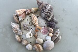 You can find a wide variety of rare and beautiful shells on Marco Island 