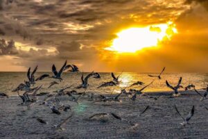 Birds take flight from a barrier island beach at sunset