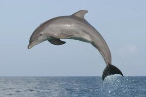 Dolphins love to jump and play