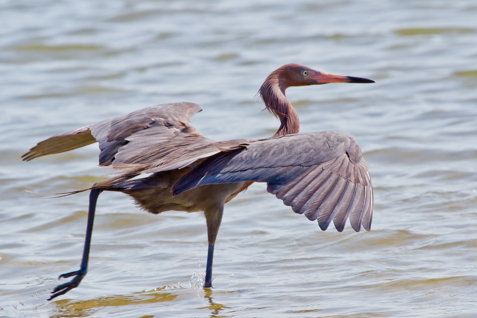 Reddish Egret dancing on the beach