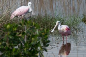 Roseate Spoonbills seen on a Marco Island Eco Tour