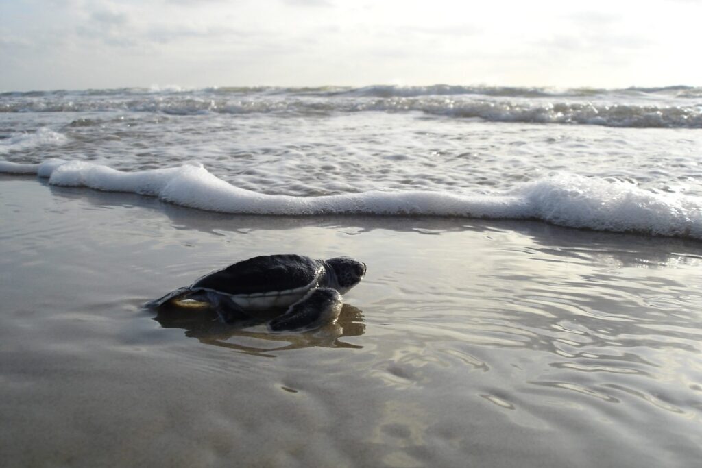 Sea turtle hatchling on a Marco Island beach