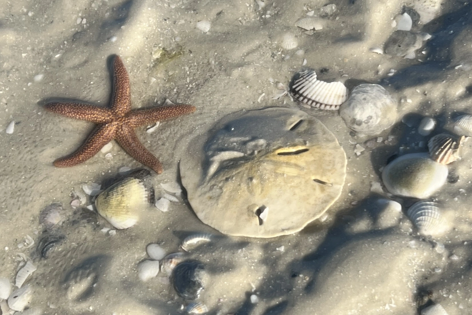 starfish and sand dollar found on Marco Island