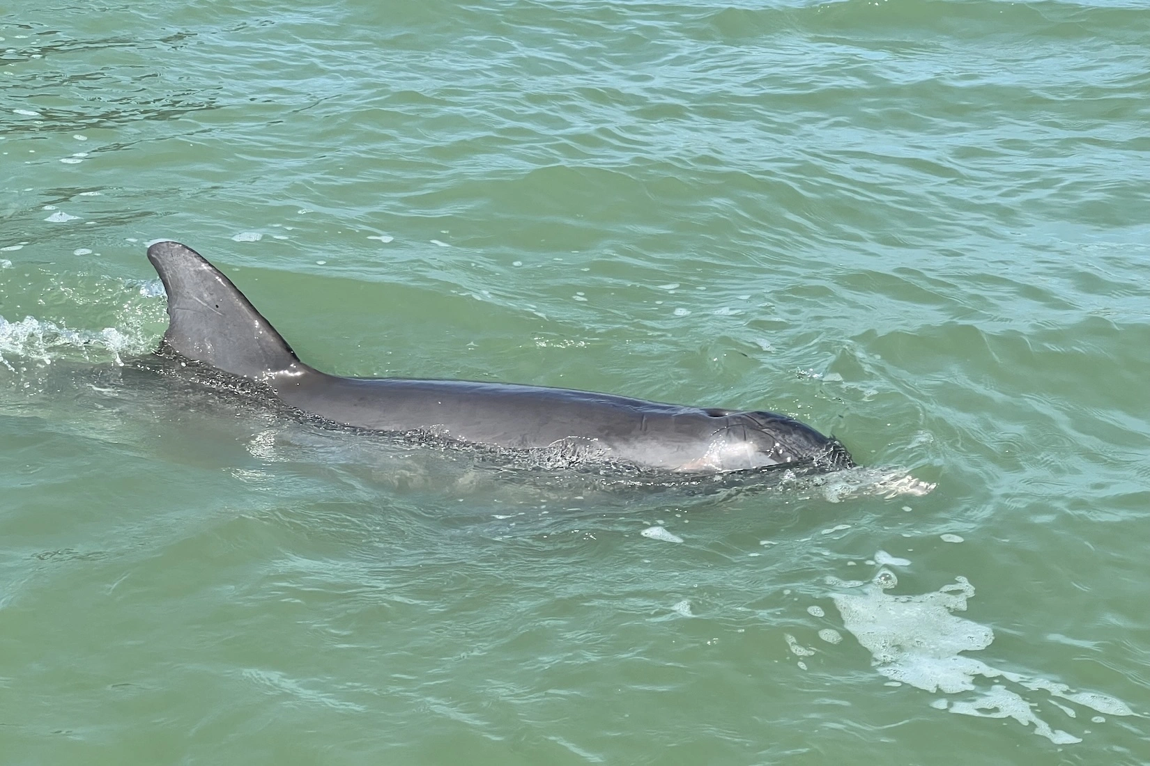 Watch dolphins on the eco-tour