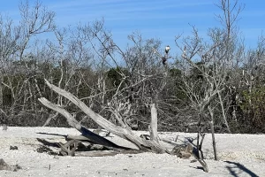 Mangroves and birds on a shelling beach