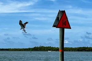 Osprey with nesting material