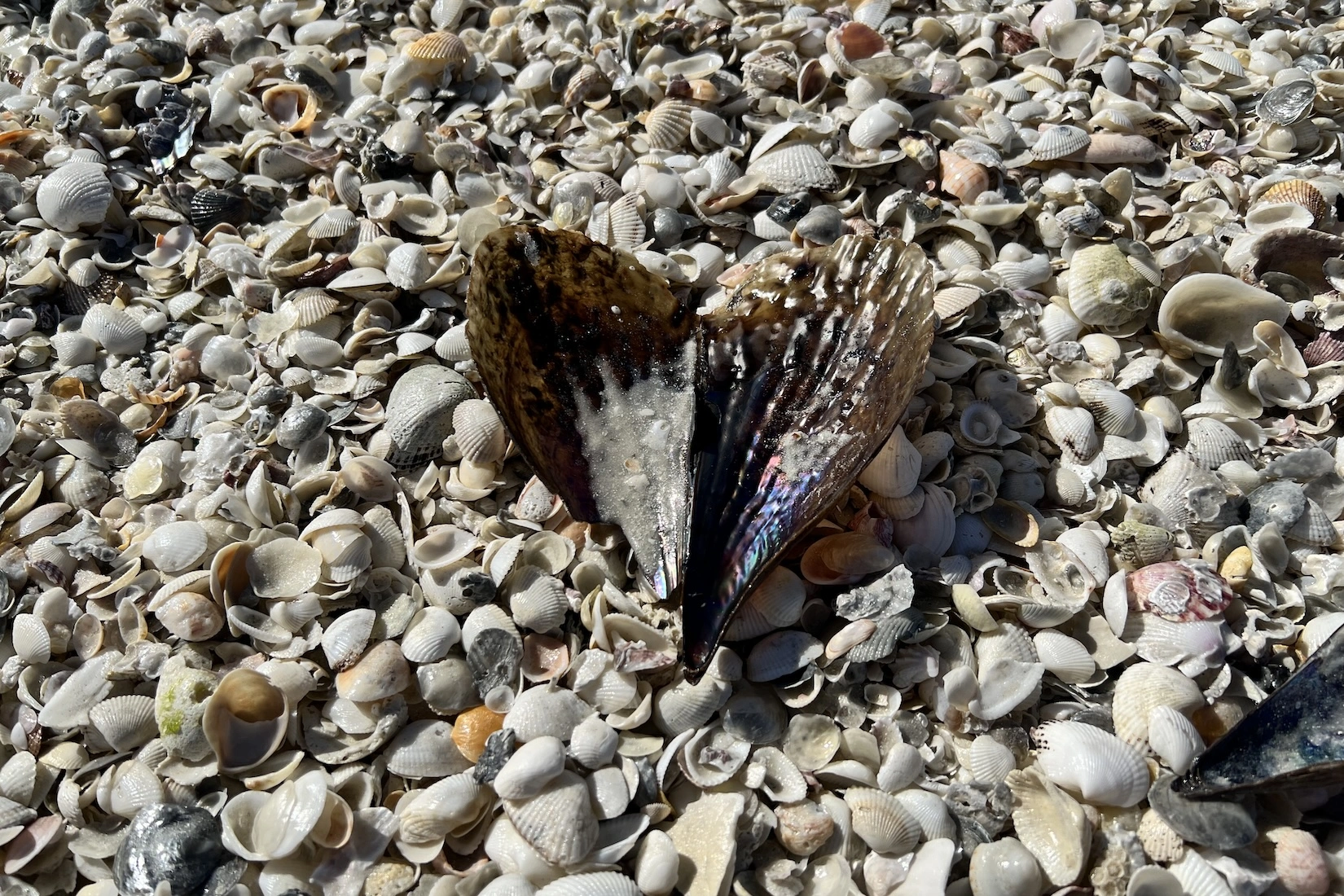 We love shelling on our eco-tours