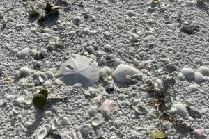 Sand dollar on the beach