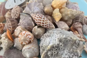 Lots of different shells can be found near Marco Island