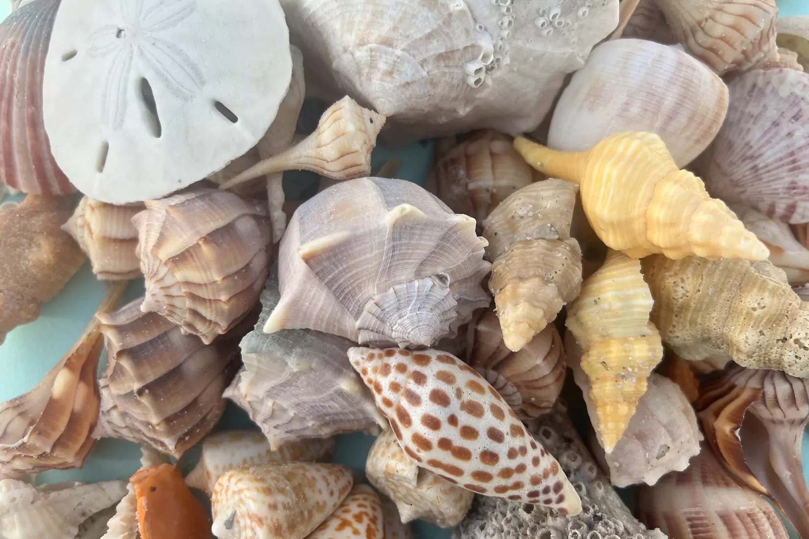 Marco Island Shelling Tours