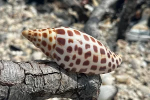 Rare Junonia shell