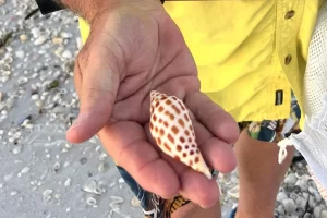 Another junonia found on our shelling tour