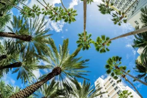 Under the palm trees on a sunny day in Florida