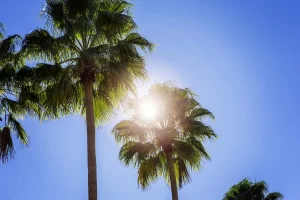 Sunshine and palm trees on Marco