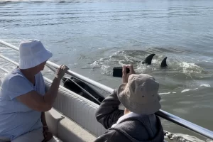 See dolphins only a few feet from the boat