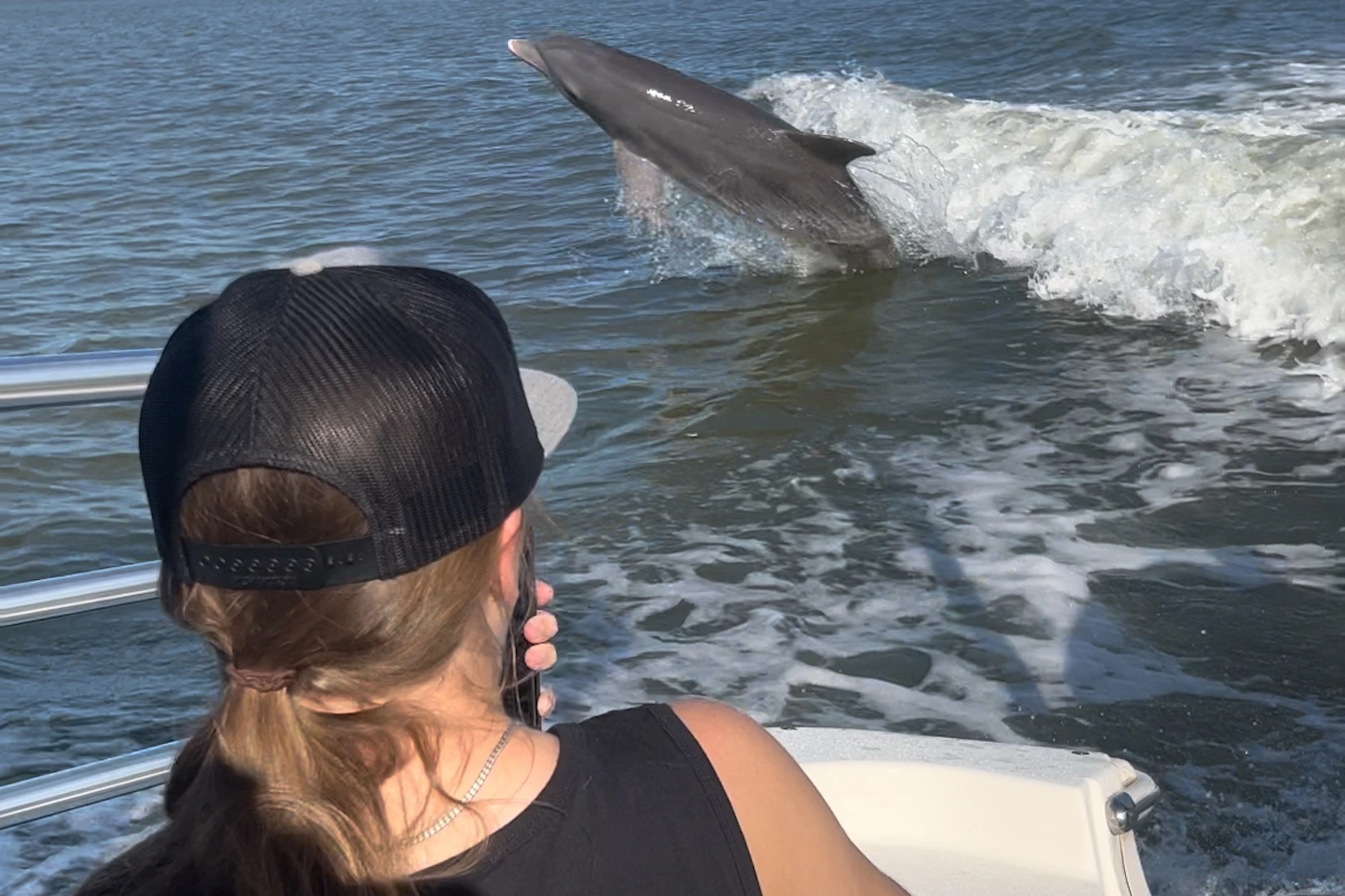 Playful dolphin on our dolphin watch tour