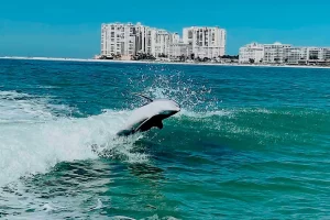 Watch for dolphins on our boat tours of Marco Island