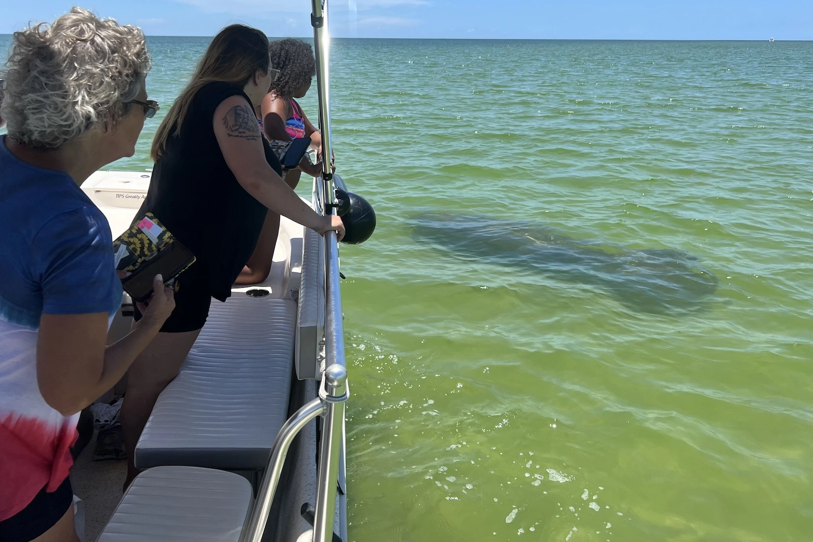 Seeing manatees on a 10000 islands eco-tour