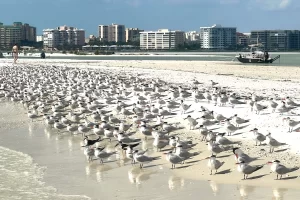 Royal terns cover the sandbars near Marco Island