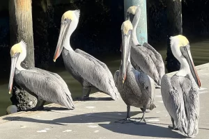 Brown pelicans